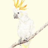 Brucey the Cockatoo