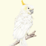 Sammy the Cockatoo