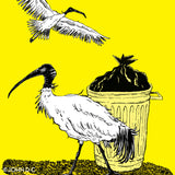 Bin Chicken